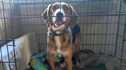 Επιτέλους η Μυρτώ χαμογέλασε: Την έφεραν κουτάβι από το δημοτικό κυνοκομείο Τρίπολης - Ήταν ένα πολύ φοβικό μωρό