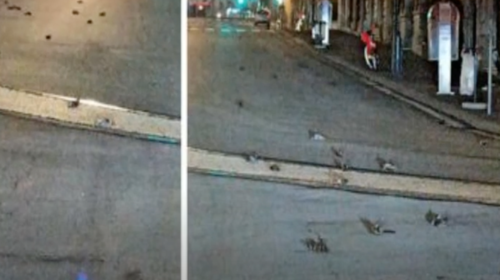 Σοκ στη Ρώμη: Εκατοντάδες νεκρά πουλιά λόγω πυροτεχνημάτων - &quot;Μπορεί να πέθαναν από φόβο&quot; [Βίντεο]