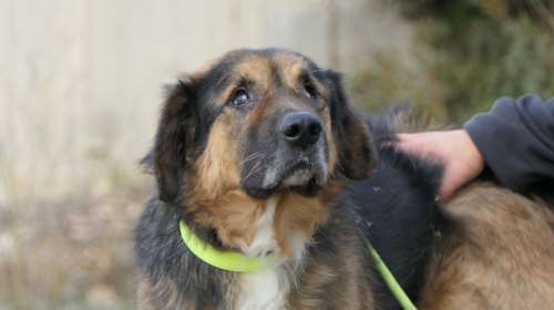 Ο Πανκ παρόλο που είναι τυφλός, αγαπά πολύ τη βόλτα - Είναι απίστευτα ήσυχος, δεν μιλάει, δεν ενοχλεί