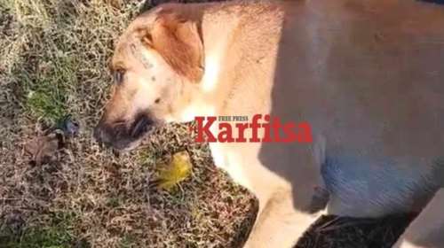 Ελεύθερος με περιοριστικούς όρους ο Σέρβος μοναχός που τραυμάτισε με μαχαίρι αδέσποτο σκύλο