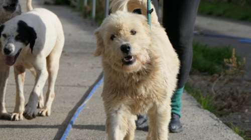 Σώστε ένα αδεσποτάκι: Η Μπρι είναι σαν ένα σύννεφο αφράτο και αιθέριο - Και είναι και Τοξότης