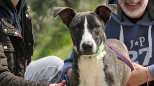 Η Δανάη είναι κουταβίνα: Στον δρόμο θα σας κοιτάνε και θα σας ρωτούν τι ράτσα είναι - Είναι ένα κοριτσάκι όνειρο