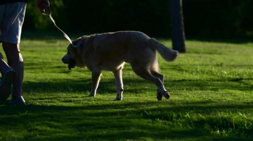 Σοκ στη Θεσσαλονίκη: Τον κάρφωσε με σουβλί στο στήθος επειδή του είπε να μην βασανίζει τον σκύλο του