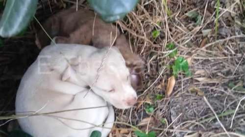 Δωρεάν ασφάλιση για αδέσποτα του Δήμου Θεσσαλονίκης που υιοθετούνται