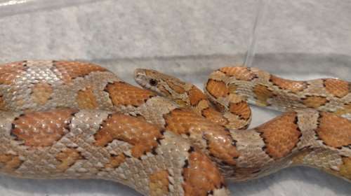 Θεσσαλονίκη: Φίδι "εισέβαλε" σε σπίτι - Αναζητείται ο κηδεμόνας του [εικόνες]