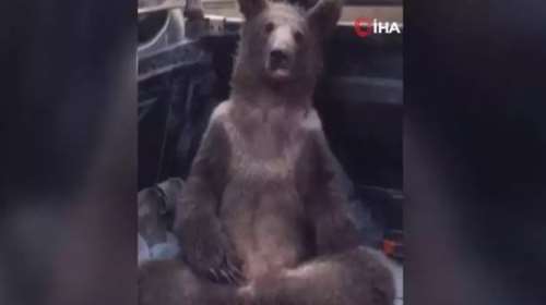 Απίστευτο βίντεο  με αρκουδάκι που κατανάλωσε μεγάλη ποσότητα μελιού με παραισθησιογόνες ουσίες