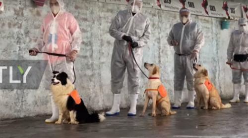 Η Τεχεράνη εκπαιδεύει σκύλους να ανιχνεύουν τον κορoνοϊό - video