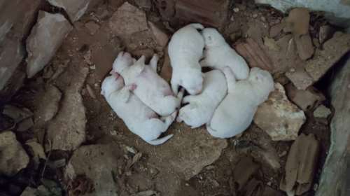 Φιλιάτες: Για κακούργημα παραπέμπονται o αντιδήμαρχος και υπάλληλος του Δήμου που &quot;πέταξαν&quot; κουτάβια