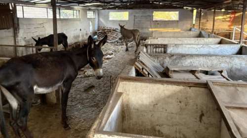 Εισαγγελική παρέμβαση και επιχείρηση διάσωσης εννέα γαϊδουριών στη Ρόδο