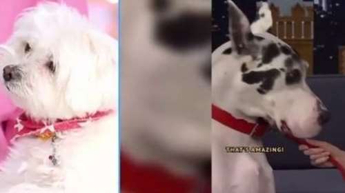 Πώς αντέδρασε ο Έντι στα τραγούδια της Ελενας Χατζίδου;