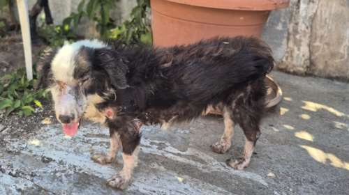 Ο Βύνη, στην κυριολεξία αργοπέθαινε στον δρόμο...