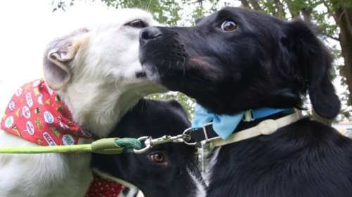 Ημερίδα: &quot;H κακοποίηση ζώων από ανηλίκους καταδεικνύει βαθιά αντικοινωνική συμπεριφορά&quot;