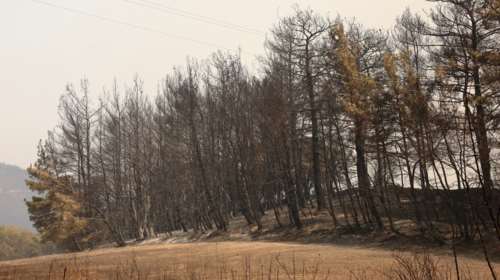 Εκπληξη: Ο καθαρισμός των δασών και η συλλογή βιομάζας στην ατζέντα του υπουργικού συμβουλίου- Για την πρόληψη των πυρκαγιών