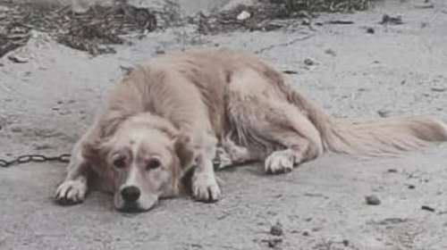 Πάρος: Ζώα δεμένα, εκτεθειμένα στον ήλιο χωρίς νερό, σε συνθήκες πλήρους παραμέλησης - Τι καταγγέλλει η Adopt a Paw Today