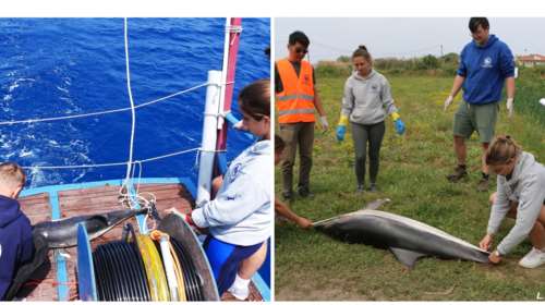 Β. Αιγαίο: Θλίψη και ανησυχία για νεκρά δελφίνια με εμφανή σημάδια ηθελημένης θανάτωσης