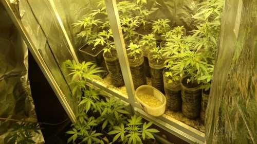 "Χτύπημα" της ΕΛ.ΑΣ σε κύκλωμα καλλιέργειας ναρκωτικών στη Ρόδο: Εντοπίστηκε πλήρες εργαστήριο υδροπονικής κάνναβης