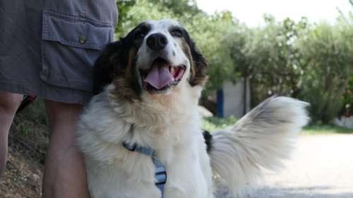 Σώστε ένα αδεσποτάκι: Θα παίρνετε άδεια από τη δουλειά μόνο για να μένετε σπίτι μαζί της