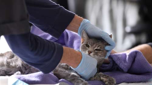 Σωτήρης Τσιόδρας: Τι είπε για τον κορονοϊό, τα σκυλιά και τις γάτες- Δεν υπάρχει κανένας λόγος ανησυχίας