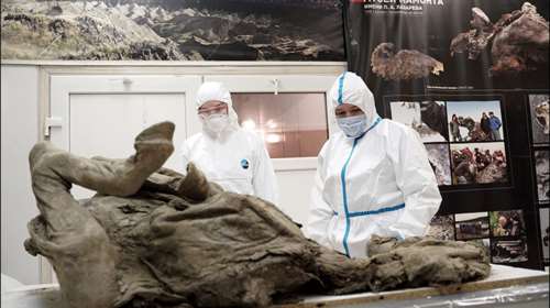 Ρώσοι επιστήμονες θέλουν να εξάγουν προϊστορικούς ιούς από απολιθώματα [ΕΙΚΟΝΕΣ]