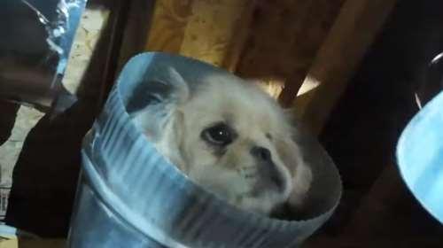 Kουτάβι παγιδεύτηκε σε εξαερισμό σπιτιού στο Κολοράντο - Η επιχείρηση διάσωσης - Βίντεο