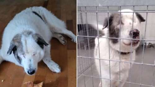 Τυφλός και άτυχος: Εχει την απόλυτη ανάγκη για ασφάλεια, μας χρειάζετε όσο κανείς άλλος