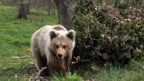 Διέσωσαν αρκουδάκι που παγιδεύτηκε σε συρματόπλεγμα στην Καστοριά