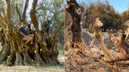 Φωτιά στην Εύβοια: &quot;Κάρβουνο&quot; η φημισμένη ελιά 2.500 χρόνων στις Ροβιές