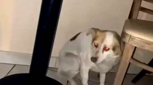 Η σκυλίτσα Mένια δεν έχει φύγει ούτε ένα λεπτό από το καφενείο που έπινε καφέ ο κηδεμόνας της