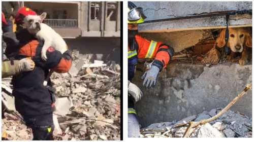 Ελπίδα από τα χαλάσματα στην Τουρκία: Δυο σκυλάκια ανασύρθηκαν ζωντανά, 200 ώρες μετά τον σεισμό [Βίντεο]