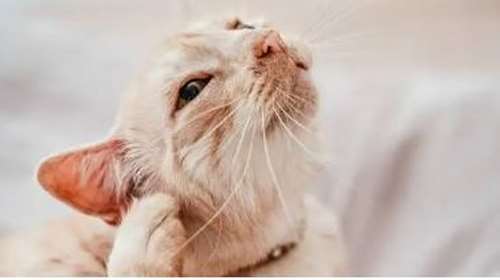 Γιατί οι γάτες παθαίνουν ωτίτιδα - Πώς μπορώ να καταλάβω αν νοσούν