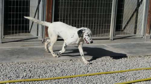 Σώστε ένα αδεσποτάκι: Ο Ματέο - Πανέμορφος, καλός και κουτάβι - Ο νόμος της  αρμονίας όμως επιμένει να αφαιρεί κάτι
