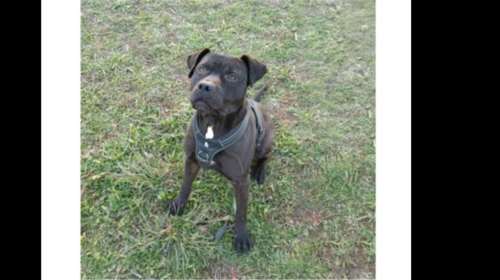 Ελληνική Φιλοζωική Εταιρεία: Ψάχνουμε όλοι μαζί τον 'Άαρον - Χάθηκε στη Νέα Κηφισιά