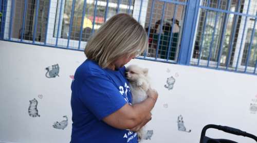 Παρβοϊός: Τι τον προκαλεί, πώς θα καταλάβετε ότι ένα κουτάβι ή σκύλος νοσεί