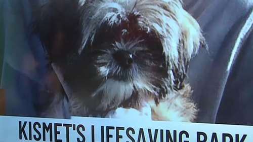 Πώς ένας σκύλος βοήθησε να σωθεί η ζωή της 81χρονης ιδιοκτήτριας του μετά από ξαφνικό εγκεφαλικό