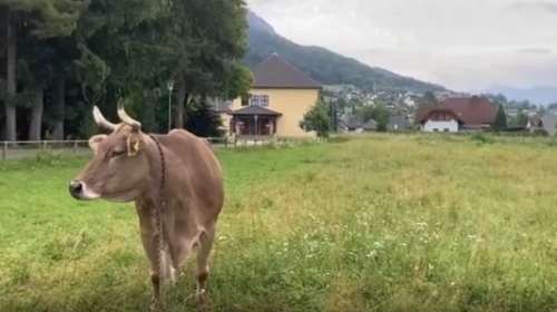 Βερόνικα: Η πιο έξυπνη αγελάδα στον κόσμο χρησιμοποιεί εργαλεία -  Εύρημα ιδιαίτερης σημασίας για τη νοημοσύνη τους