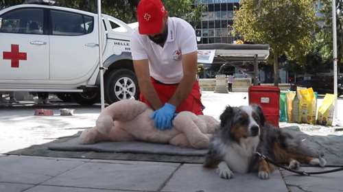 Μάθετε πώς θα βοηθήσετε τον σκύλο σας σε μια έκτακτη ανάγκη