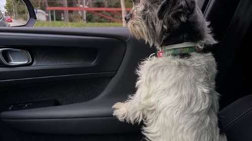 Χρήστος Φερεντίνος-Σοφία Παυλίδου: &quot;Ηταν η τελευταία φορά που σηκωνόταν στα ποδαράκια της - Έκλεισε τα ματάκια της...&quot;