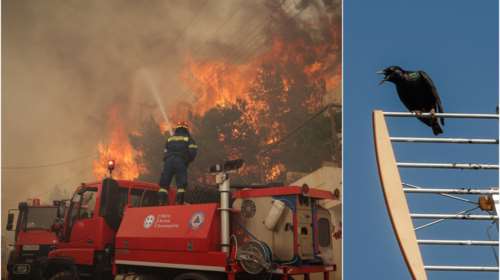 Βούλα: Ένα πουλί φταίει γα τη μεγάλη φωτιά, λέει ο πρόεδρος εργαζομένων ΔΕΔΔΗΕ - Χαμός στο Twitter [Βίντεο]