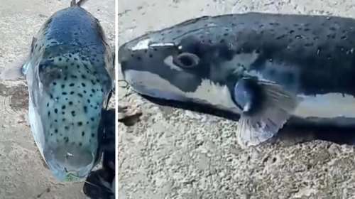 Λαγοκέφαλος-τέρας πιάστηκε στην Κάλυμνο: Δηλητηριώδες ψάρι που δεν πρέπει επ΄ουδενι να καταναλωθεί [εικόνες, βίντεο]