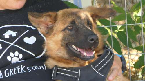 Σώστε ένα αδεσποτάκι: Ο Έντι από το δημοτικό κυνοκομείο Σπάρτης - Η ζωή μου δεν μου χαρίστηκε την πάλεψα