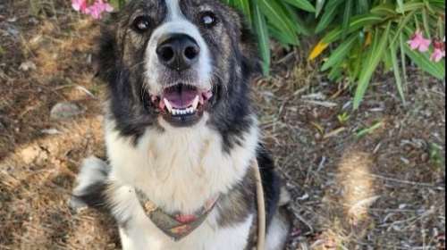 Η Αλεξία ζούσε στο κυνοκομείο Τρίπολης, σε  πτέρυγα που δεν ήξερες ποιο σκυλί να πρωτολυπηθείς και για ποιο να πρωτοκλάψεις