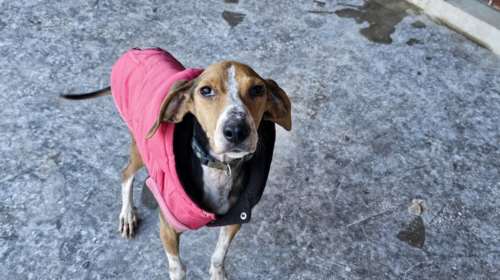 Όσο κρύο και να κάνει η Κλεοπάτρα δεν μασάει: Eγκαταλείφθηκε στον δρόμο-Αρρώστησε πολύ, πείνασε και κρύωσε