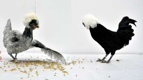 Και όμως γίνονται και καλλιστεία....πουλερικών: Τα βραβευμένα κοτόπουλα του 2021 ποζάρουν στον φακό [Εικόνες]