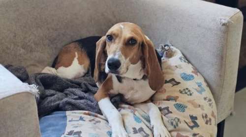 Ρόζα: Ακόμα και όταν ήταν στον δρόμο, άρρωστη και αδύνατη, ήταν αδύνατον να κρυφτεί η ομορφιά της