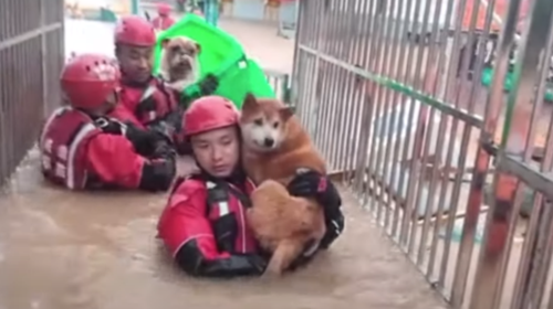 Μάχη με τα λασπόνερα για να διασώσουν σκυλιά από τις πλημμύρες [βίντεο]