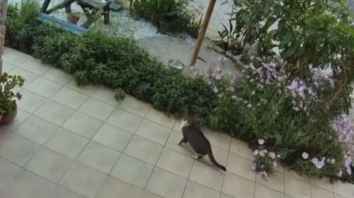 Κρήτη: Η αντίδραση μιας γάτας και ενός σκύλου  που ένιωσαν τον σεισμό λίγα δευτερόλεπτα πριν ξεκινήσει [Βίντεο]