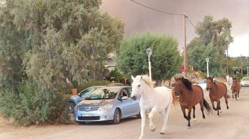 Ρόδος: Άλογα τρέχουν να σωθούν από την πυρκαγιά - Συγκλονιστικές εικόνες