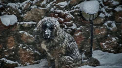 Πώς μπορώ να καταλάβω αν το κατοικίδιό μου νιώθει το κρύο  - Πόσο κρύο είναι πολύ κρύο για τον σκύλο