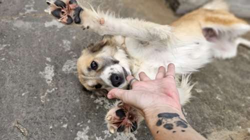 Η Κοραλία από το Κυνοκομείο Τρίπολης είναι σαν να έχει μέσα της ένα δικό της φως, που φωτίζει ό,τι υπάρχει