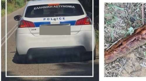 Παγκόσμια Ημέρα Ζώων: Πέταξαν φόλες δίπλα στο καταφύγιο του Συλλόγου &quot;Νοιάζομαι&quot; - &quot;Η αδιαφορία είναι συνενοχή&quot;